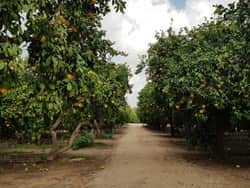 שביל הכניסה למלשיס'