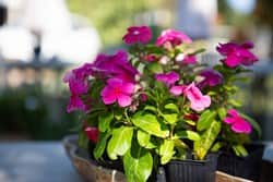 החצר בין חדרי הכנסים